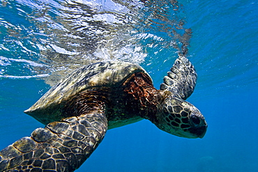 Green sea turtle (Chelonia mydas) at cleaning station at Olowalu Reef, Maui, Hawaii, USA