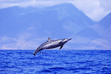 Female Hawaiian spinner dolphin spinning 
to remove remora attached below dorsal fin?