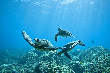 Green sea turtle (Chelonia mydas) at cleaning station at Olowalu Reef, Maui, Hawaii, USA