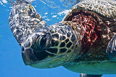 Green sea turtle (Chelonia mydas) at cleaning station at Olowalu Reef, Maui, Hawaii, USA