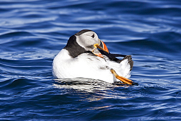 Adult puffin (Fratercula arctica) on calm waters off the northwest side of Spitsbergen in the Svalbard Archipelago, Norway