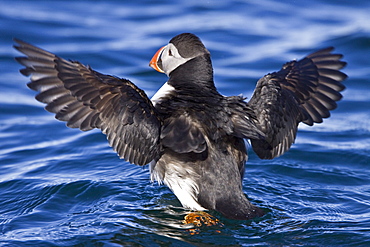 Adult puffin (Fratercula arctica) on calm waters off the northwest side of Spitsbergen in the Svalbard Archipelago, Norway