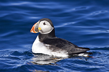 Adult puffin (Fratercula arctica) on calm waters off the northwest side of Spitsbergen in the Svalbard Archipelago, Norway