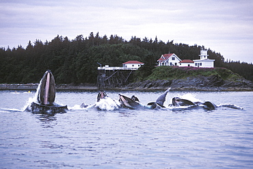 Adult Humpback Whales (Megaptera novaeangliae) "bubble-net" feeding near the Point Retreat Lighthouse on Admiralty Island, Southeast Alaska, USA. Pacific Ocean.