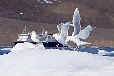 Glaucous gull (Larus hyperboreus) on iceberg near Monaco Glacier on the north side of Spitsbergen in the Svalbard Archipelago in the Barents Sea, Norway