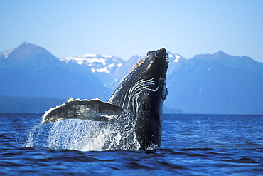 Humpback Whale calf (Megaptera novaeangliae) breaching in Icy Strait, Southeast Alaska, USA. Pacific Ocean.