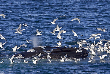 Adult humpback whale (Megaptera novaeangliae) sub-surface feeding among black-legged kittiwakes (Rissa tridactyla), west of Spitsbergen in the Barents Sea, Norway