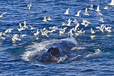 Adult humpback whale (Megaptera novaeangliae) sub-surface feeding among black-legged kittiwakes (Rissa tridactyla), west of Spitsbergen in the Barents Sea, Norway