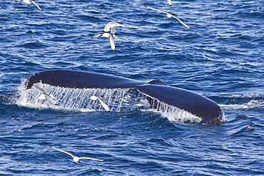 Adult humpback whale (Megaptera novaeangliae) sub-surface feeding among black-legged kittiwakes (Rissa tridactyla), west of Spitsbergen in the Barents Sea, Norway