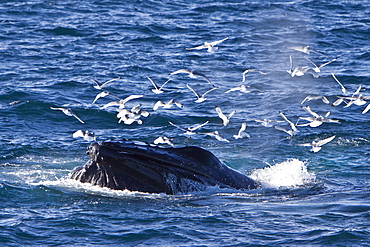 Adult humpback whale (Megaptera novaeangliae)  sub-surface feeding among black-legged kittiwakes (Rissa tridactyla) off the continental shelf west of Spitsbergen in the Barents Sea, Norway. Humpbacks are one of the larger rorqual species, adults range in length from 12?16 metres (40?50 ft) and weigh approximately 36,000 kilograms (79,000 lb). There are at least 80,000 humpback whales worldwide.