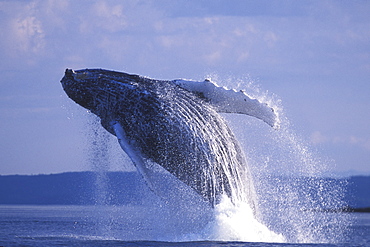 Adult Humpback Whale (Megaptera novaeangliae) breaching in Lynn Canal, Southeast Alaska, USA. Pacific Ocean.