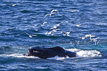 Adult humpback whale (Megaptera novaeangliae)  sub-surface feeding among black-legged kittiwakes (Rissa tridactyla) off the continental shelf west of Spitsbergen in the Barents Sea, Norway. Humpbacks are one of the larger rorqual species, adults range in length from 12?16 metres (40?50 ft) and weigh approximately 36,000 kilograms (79,000 lb). There are at least 80,000 humpback whales worldwide.