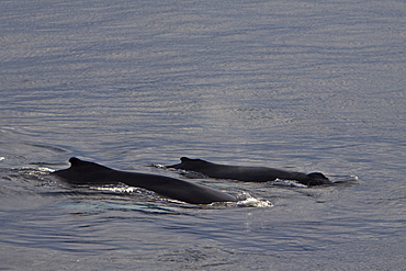 Mother and calf humpback whales (Megaptera novaeangliae)  surfacing off the continental shelf west of Spitsbergen in the Barents Sea, Norway