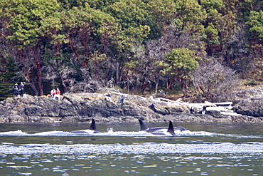 Excited whale watchers on shore see all three resident killer whale (Orcinus orca) pods off Lime Kiln lighthouse, San Juan Island, Washington State, USA