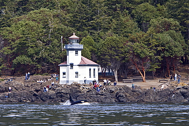 Excited whale watchers on shore see all three resident killer whale (Orcinus orca) pods off Lime Kiln lighthouse, San Juan Island, Washington State, USA