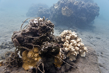 View of tangled fishing line at Olowalu Reef on the west side of the island of Maui, Hawaii, USA. 