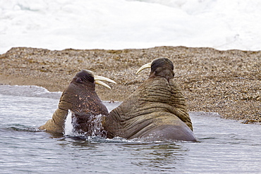 Adult male walrus (Odobenus rosmarus rosmarus) on ice floes near Moffen Island, Svalbard Archipelago in the Barents Sea, Norway