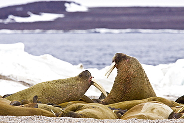 Adult male walrus (Odobenus rosmarus rosmarus) on ice floes near Moffen Island, Svalbard Archipelago in the Barents Sea, Norway