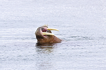 Adult male walrus (Odobenus rosmarus rosmarus) at Torellneset, a point on Nordaustlandet Island in the Hinlopenstretet in the Svalbard Archipelago in the Barents Sea, Norway