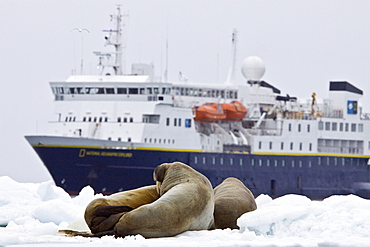 Adult male walrus (Odobenus rosmarus rosmarus) on multi-year ice floes off Bolshoy Island, Barents Sea, Norway