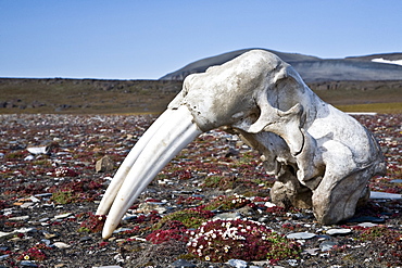 Walrus skull (Odobenus rosmarus rosmarus) on the tundra off Freemansundet in the Svalbard Archipelago in the Barents Sea, Norway