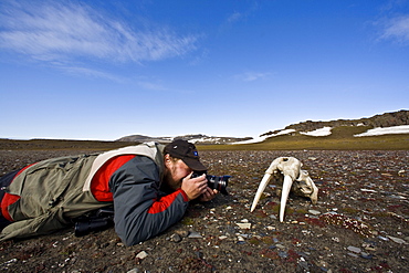 National Geographic Photographer Ralph Lee Hopkins with a walrus skull (Odobenus rosmarus rosmarus) on the tundra off Freemansundet, Svalbard Archipelago, Barents Sea, Norway