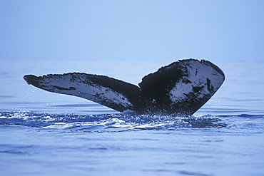 Adult Humpback Whale (Megaptera novaeangliae) fluke-up dive in the AuAu Channel, Maui, Hawaii, USA. Pacific Ocean.