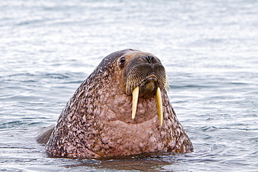 Adult male walrus (Odobenus rosmarus rosmarus), Prins Karls Forland, Svalbard Archipelago, Barents Sea, Norway