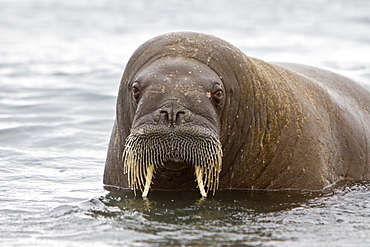 Adult male walrus (Odobenus rosmarus rosmarus), Prins Karls Forland, Svalbard Archipelago, Barents Sea, Norway