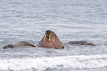 Adult male walrus (Odobenus rosmarus rosmarus), Prins Karls Forland, Svalbard Archipelago, Barents Sea, Norway