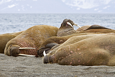 Adult male walrus (Odobenus rosmarus rosmarus) hauled out on the beach at Poolepynten in Prins Karls Forland, Barents Sea, Norway