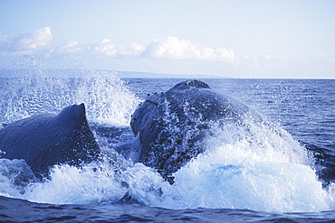 Competitive male Humpback Whales (Megaptera novaeangliae) surfacing showing aggression in the AuAu Channel, Maui, Hawaii.