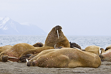 Adult male walrus (Odobenus rosmarus rosmarus) hauled out on the beach at Poolepynten in Prins Karls Forland, Barents Sea, Norway