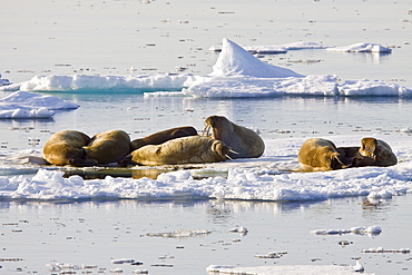 Adult male walrus (Odobenus rosmarus rosmarus) on ice floes near Moffen Island, Barents Sea, Norway