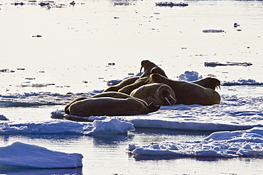 Adult male walrus (Odobenus rosmarus rosmarus) on ice floes near Moffen Island, Barents Sea, Norway