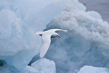 An adult ivory gull (Pagophila eburnea) near Monaco Glacier on the north side of Spitsbergen in the Svalbard Archipelago in the Barents Sea, Norway