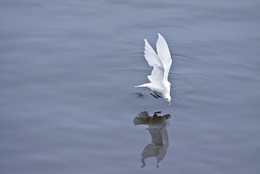 An adult ivory gull (Pagophila eburnea) near Monaco Glacier on the north side of Spitsbergen in the Svalbard Archipelago in the Barents Sea, Norway