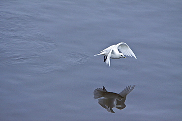 An adult ivory gull (Pagophila eburnea) near Monaco Glacier on the north side of Spitsbergen in the Svalbard Archipelago in the Barents Sea, Norway