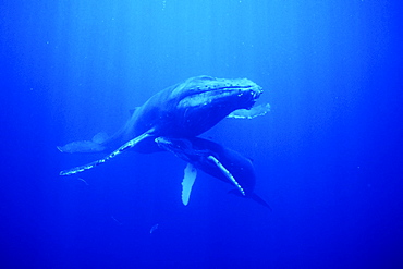 Mother and calf Humpback Whales (Megaptera novaeangliae) underwater in the AuAu Channel, Maui, Hawaii.
