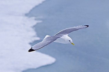 Adult black-legged kittiwake (Rissa tridactyla) near ice in the Svalbard Archipelago, Barents Sea, Norway