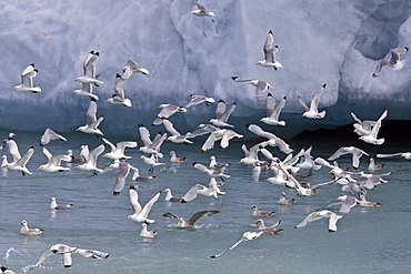 Adult black-legged kittiwake (Rissa tridactyla) near ice in the Svalbard Archipelago, Barents Sea, Norway