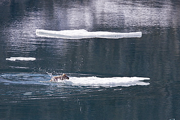 A stranded Svalbard reindeer fawn (Rangifer tarandus platyrhynchus) on ice floe at Monaco Glacier in Wood Fjord, Spitsbergen, Svalbard Archipelago, Norway