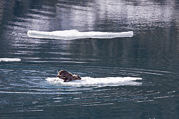 A stranded Svalbard reindeer fawn (Rangifer tarandus platyrhynchus) on ice floe at Monaco Glacier in Wood Fjord, Spitsbergen, Svalbard Archipelago, Norway