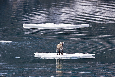 A stranded Svalbard reindeer fawn (Rangifer tarandus platyrhynchus) on ice floe at Monaco Glacier in Wood Fjord, Spitsbergen, Svalbard Archipelago, Norway