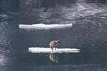 A stranded Svalbard reindeer fawn (Rangifer tarandus platyrhynchus) on ice floe at Monaco Glacier in Wood Fjord, Spitsbergen, Svalbard Archipelago, Norway