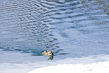 A stranded Svalbard reindeer fawn (Rangifer tarandus platyrhynchus) on ice floe at Monaco Glacier in Wood Fjord, Spitsbergen, Svalbard Archipelago, Norway