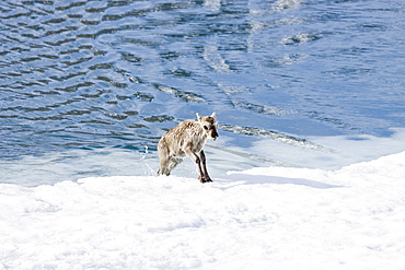 A stranded Svalbard reindeer fawn (Rangifer tarandus platyrhynchus) on ice floe at Monaco Glacier in Wood Fjord, Spitsbergen, Svalbard Archipelago, Norway