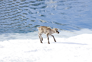 A stranded Svalbard reindeer fawn (Rangifer tarandus platyrhynchus) on ice floe at Monaco Glacier in Wood Fjord, Spitsbergen, Svalbard Archipelago, Norway