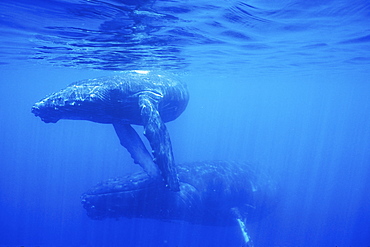 Mother and calf Humpback Whale (Megaptera novaeangliae) underwater in the AuAu Channel, Maui, Hawaii, USA. Pacific Ocean.