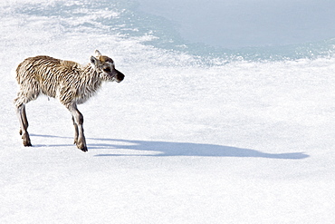 A stranded Svalbard reindeer fawn (Rangifer tarandus platyrhynchus) on ice floe at Monaco Glacier in Wood Fjord, Spitsbergen, Svalbard Archipelago, Norway